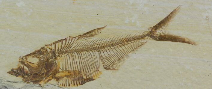 Bargain, Diplomystus Fossil Fish - Wyoming #51809